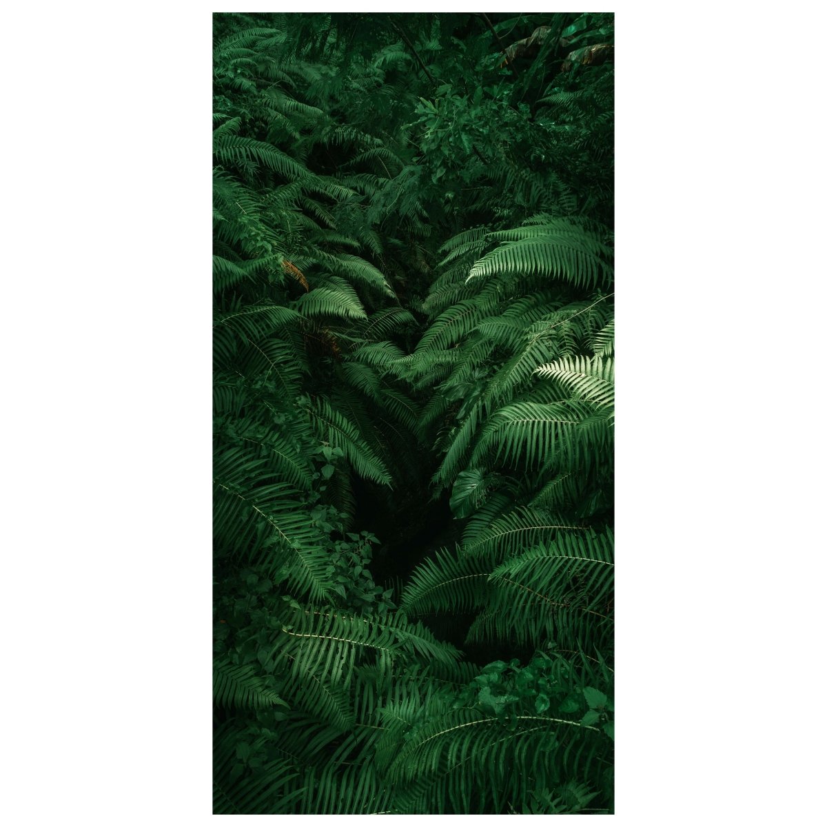 Türtapete Farne, Pflanzen, Urwald, Dschungel, Grün M1361 - Bild 2