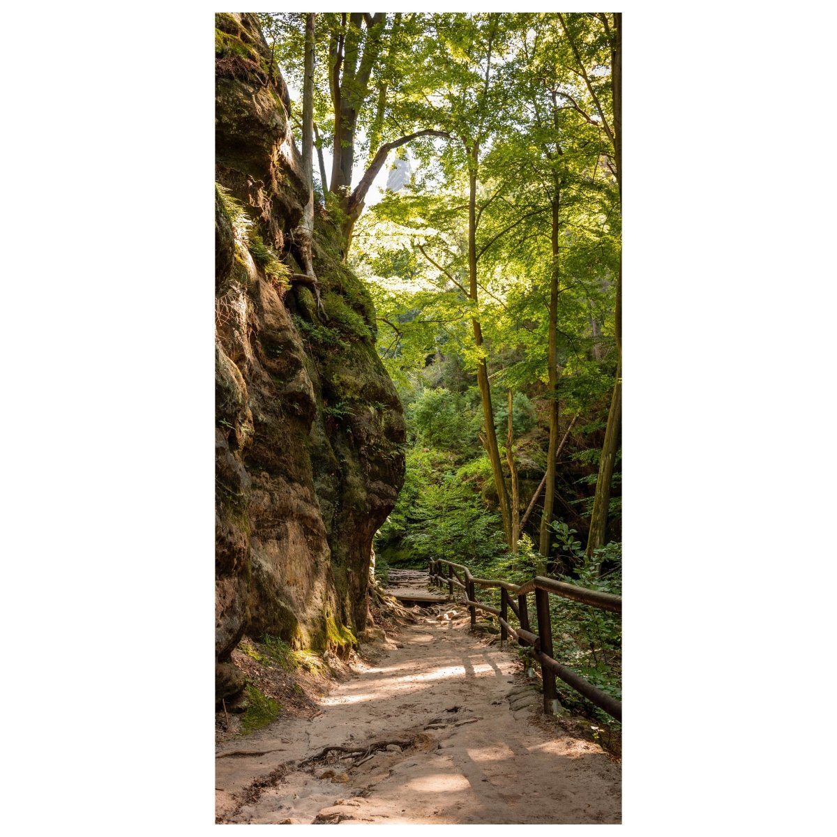 Türtapete Wanderweg im Wald, Felsen, Bäume, Natur M1393 - Bild 2
