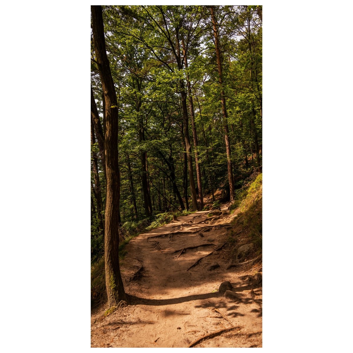 Türtapete Wanderweg im Wald, Wurzeln, Bäume, Natur M1394 - Bild 2