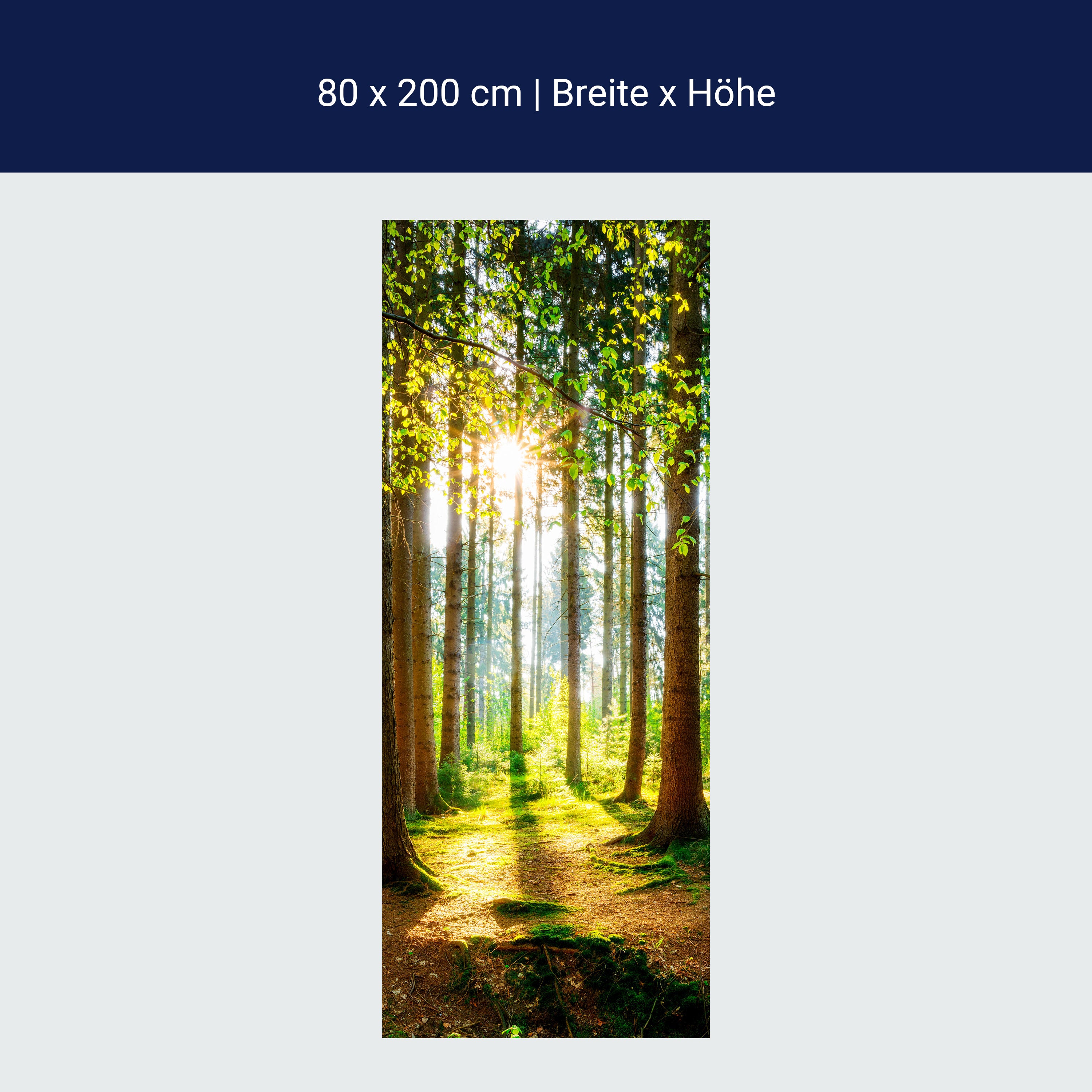 Türtapete Wald, Bäume, Lichtung M1422
