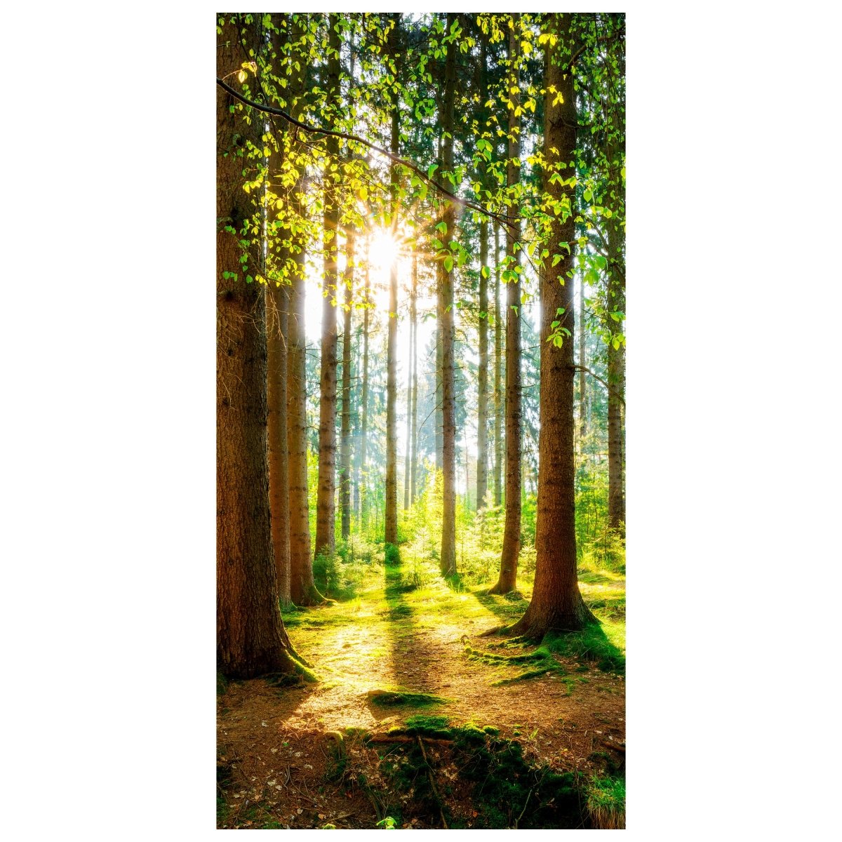 Türtapete Wald, Bäume, Lichtung M1422 - Bild 2