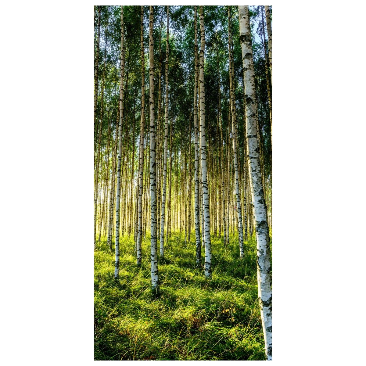 Türtapete Wald, Birken, Wiese, Bäume M1424 - Bild 2