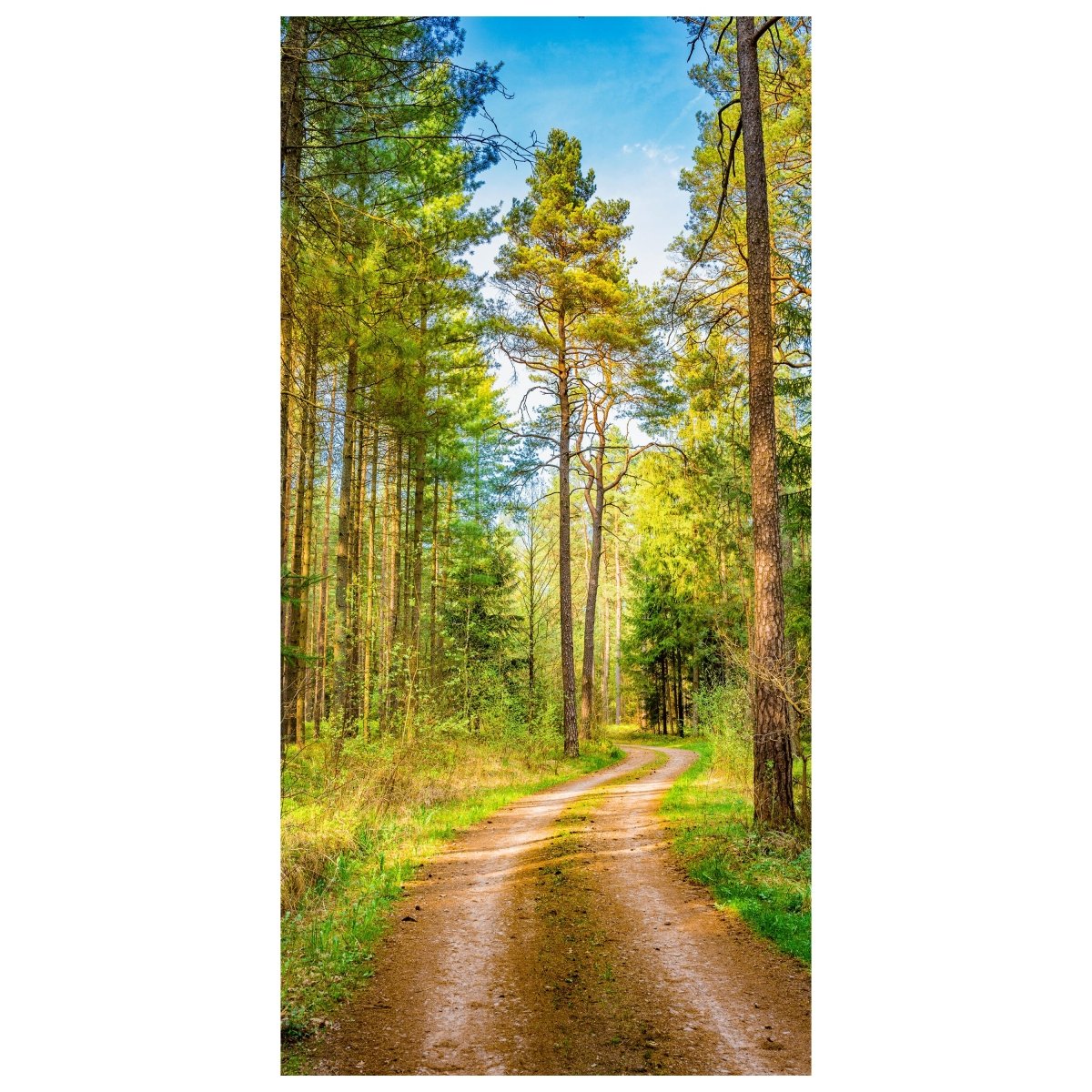 Türtapete Wald, Weg, Bäume M1426 - Bild 2