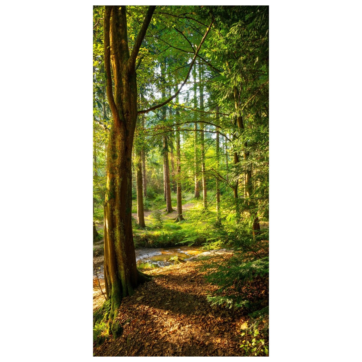 Türtapete Wald, Lichtung, Bäume, Fluss M1436 - Bild 2