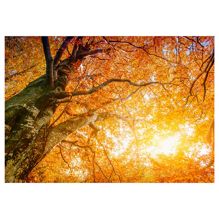 Fototapete Baumkronen Herbst Lanschaft M1462 - Bild 2