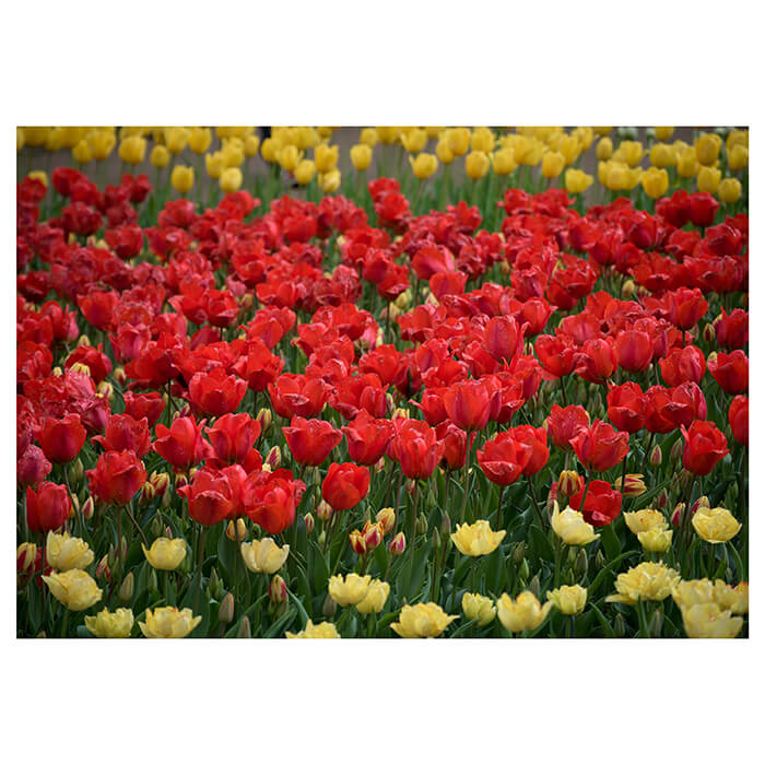 Fototapete Rot Gelb Tulpen M1471 - Bild 2