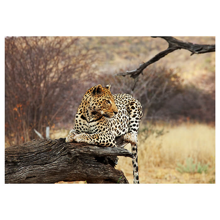 Fototapete Leopard Ast Savanne M4813 - Bild 2