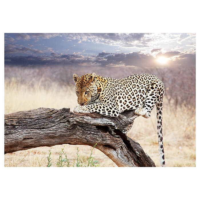 Fototapete Leopard Ast Savanne Himmel M4814 - Bild 2