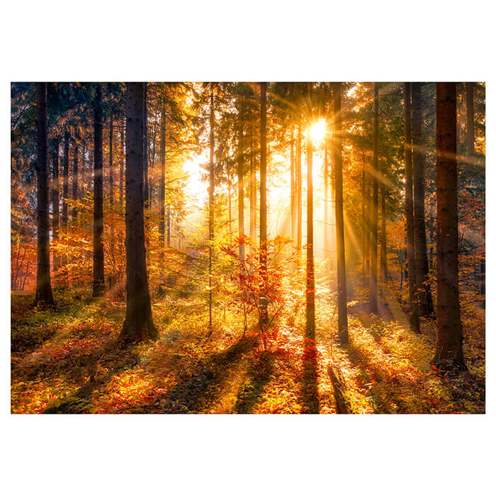 Fototapete Sonne Herbst Bäume M5672 - Bild 2