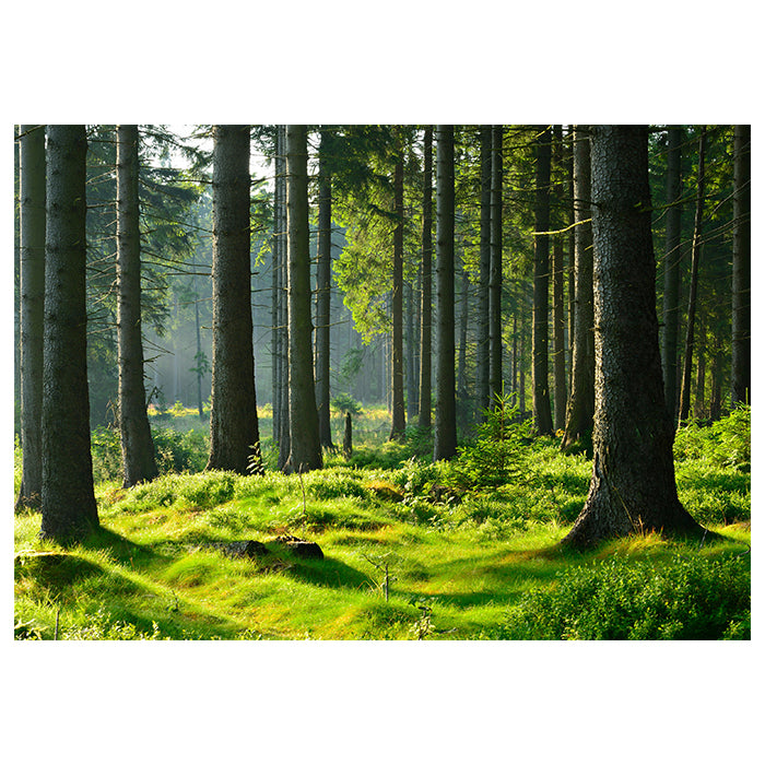 Fototapete Wald Stämme Wiese M5674 - Bild 2