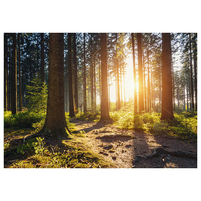 Fototapete Sonnenuntergang Wald Bäume M5675 - Bild 2