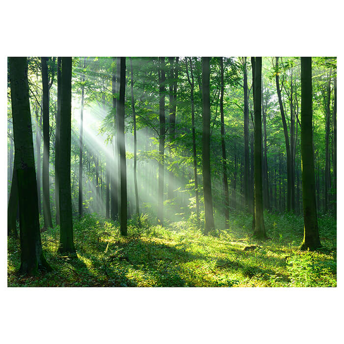 Fototapete Wald Sonnenstrahlen Nebel M5677 - Bild 2