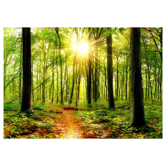 Fototapete Sonne Sonnenstrahlen Weg Wald M5678 - Bild 2