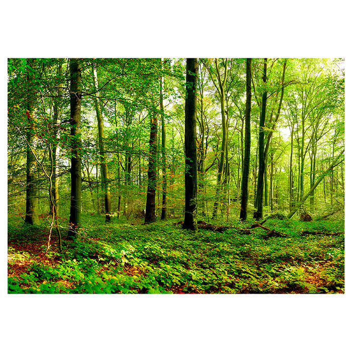 Fototapete Wald Blätter Natur M5679 - Bild 2