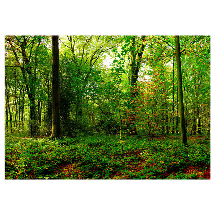 Fototapete Wald Bäume Blätter M5680 - Bild 2