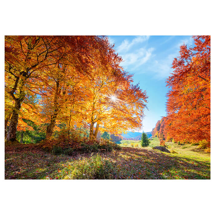 Fototapete Herbst Lichtung Bäume M5686 - Bild 2