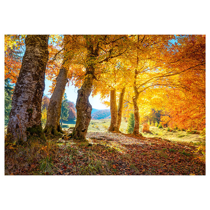 Fototapete Herbst Blätter Bäume M5687 - Bild 2