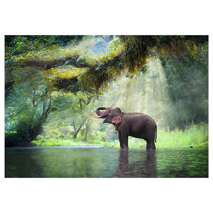 Fototapete Urwald mit Elefant M5722 - Bild 2