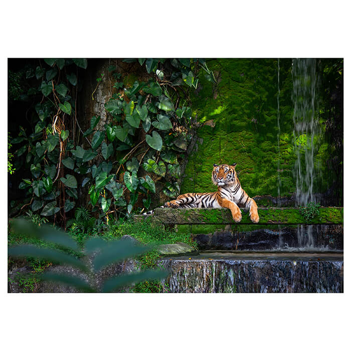 Fototapete Wald mit Tiger, Urwald M5732 - Bild 2