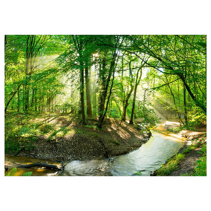 Fototapete Wald mit Bach bei Sonnenschein M5750 - Bild 2
