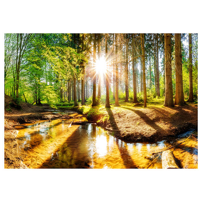 Fototapete Wald mit Fluss im Frühling M5753 - Bild 2