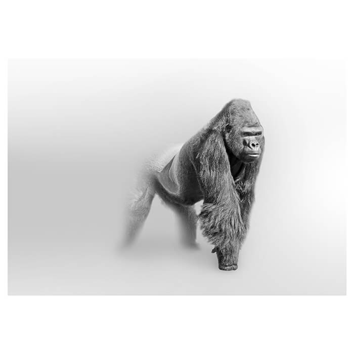 Fototapete Gorilla im Nebel M5908 - Bild 2
