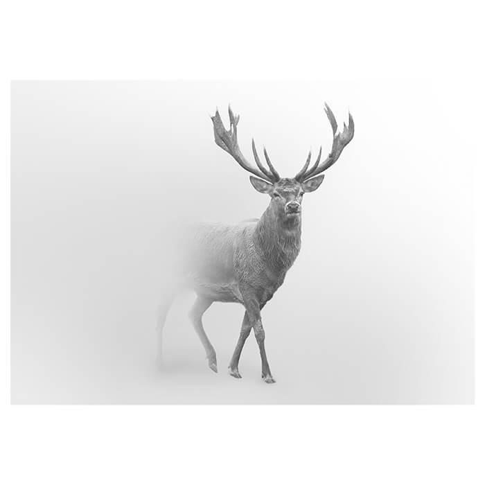 Fototapete Hirsch im Nebel M5910 - Bild 2