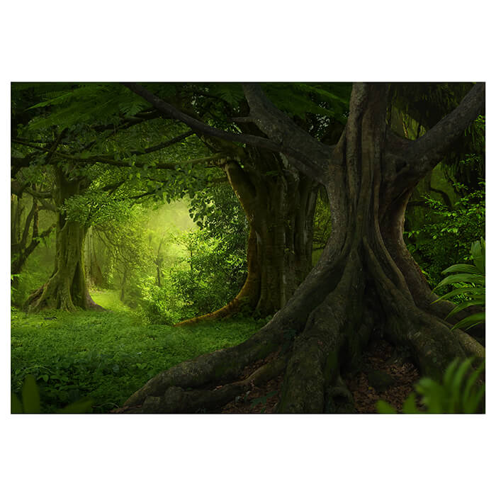 Fototapete Wald Lichtung Bäume M6183 - Bild 2