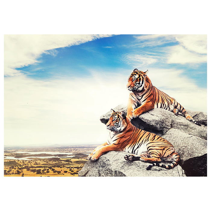 Fototapete liegende Tiger Savanne M6536 - Bild 2