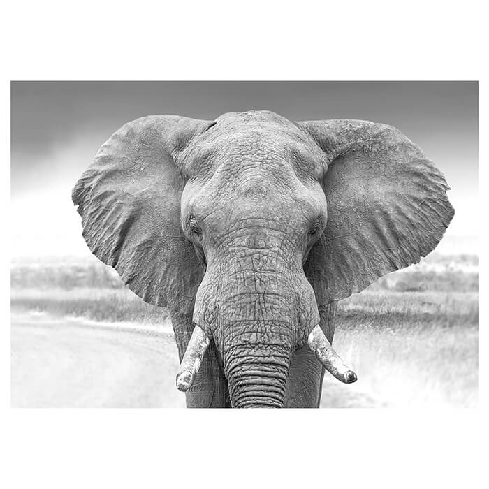 Fototapete Elefant schwarz weiß M6541 - Bild 2