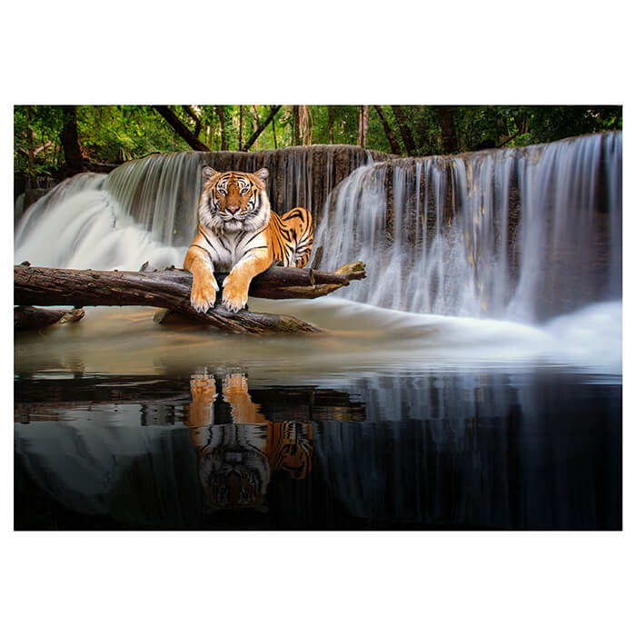Fototapete liegender Tiger Wasserfall M6544 - Bild 2