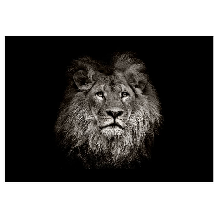 Fototapete Löwe schwarz weiß 2 M6545 - Bild 2