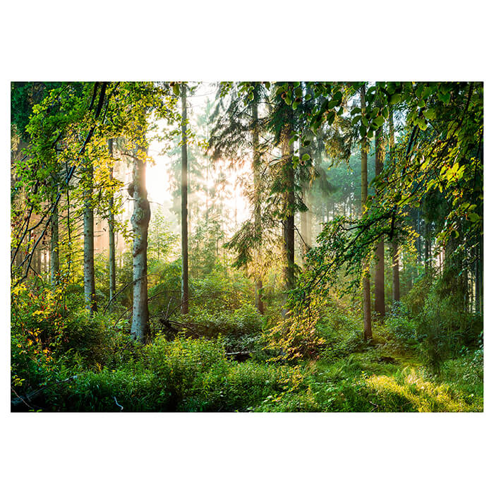 Fototapete Wald Bäume Sonne M6743 - Bild 2