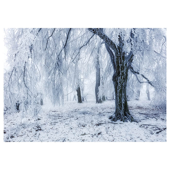 Fototapete Schnee Winter Wald M6817 - Bild 2