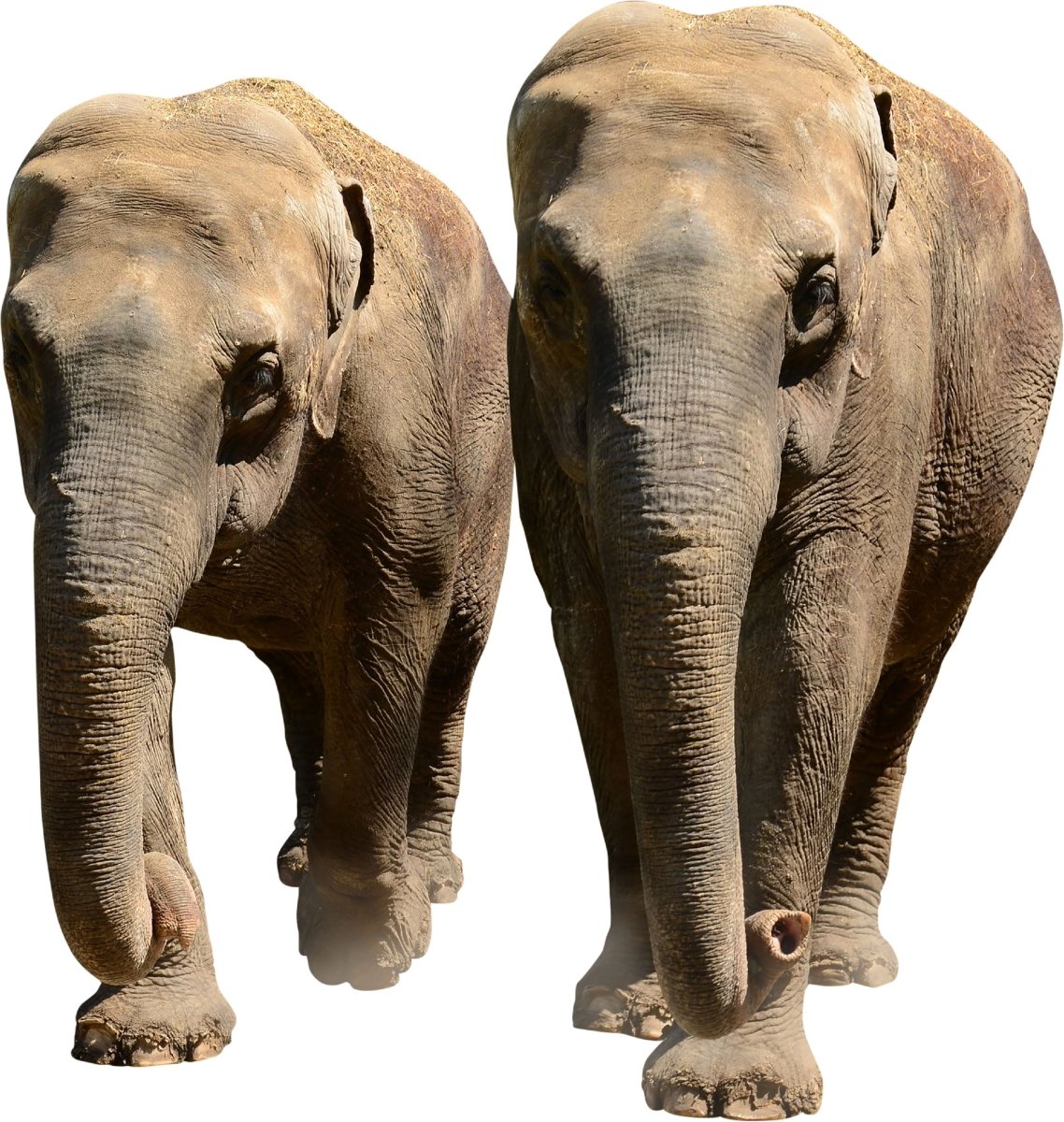 Wandsticker Elefanten Pärchen, Afrika, Tiere WS00000045 - Bild 4