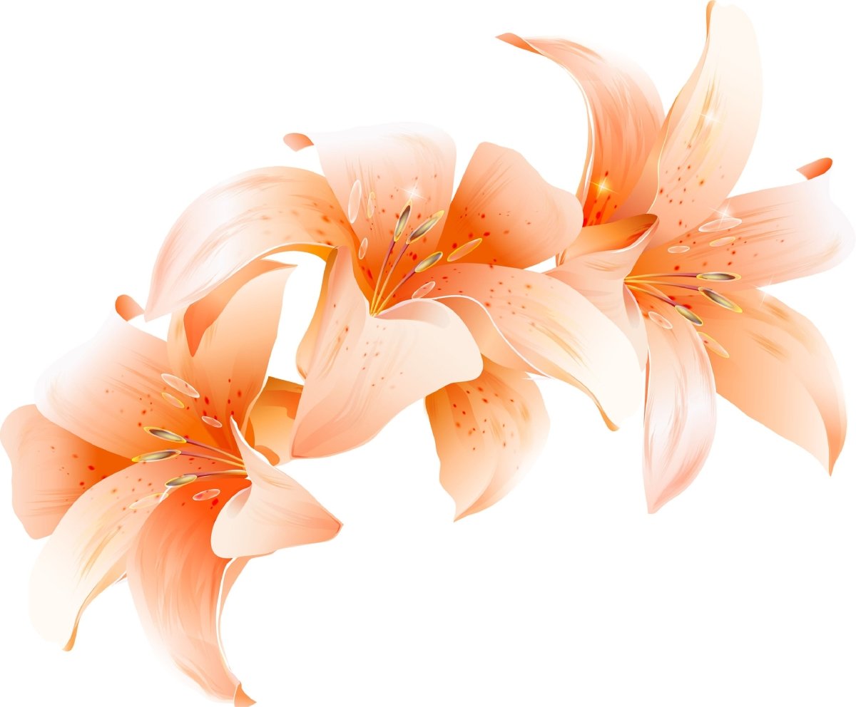 Wandsticker Orangene Lilien, Blüten, Blume, Pflanze WS00000104 - Bild 4
