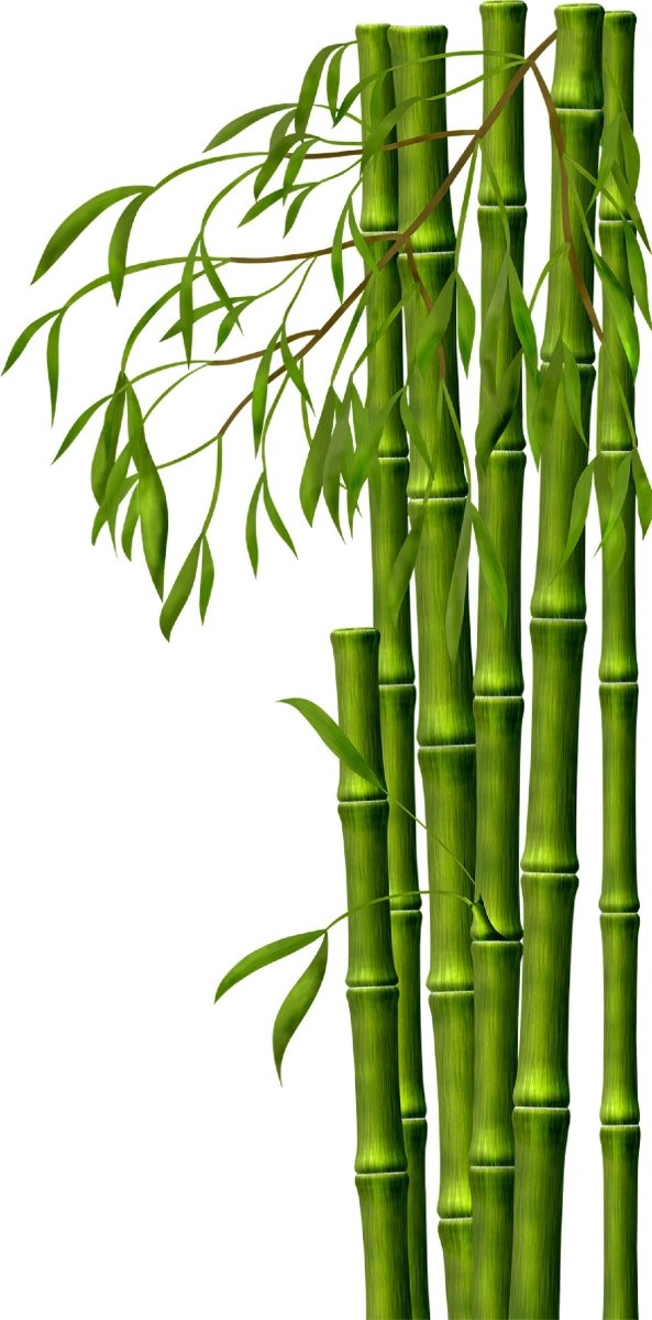 Wandsticker Bambus Wald, Asien, Grün, Natur, Pflanze WS00000146 - Bild 4