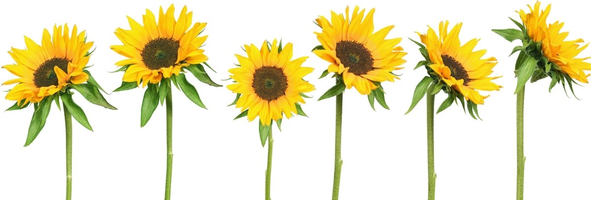 Wandsticker 6 Sonnenblumen, Sonnenblume, Feld WS00000194 - Bild 4