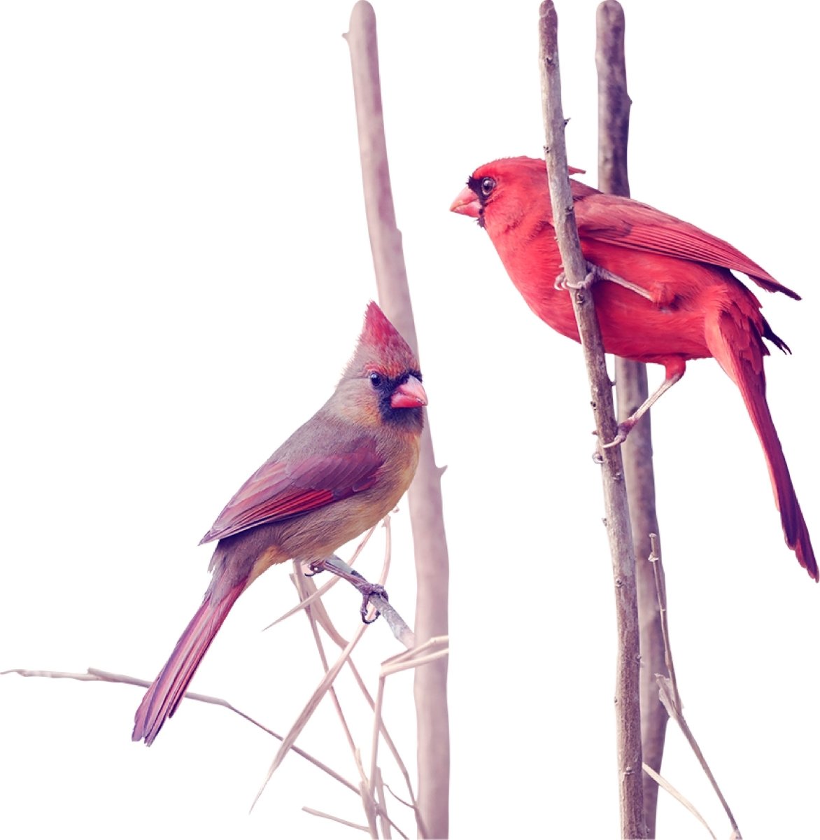 Wandsticker 2 Vögel auf Ästen, Rot-kardinal, Tiere WS00000201 - Bild 4
